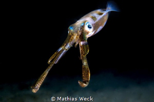 Squid by Mathias Weck 